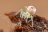 Nigma sp.